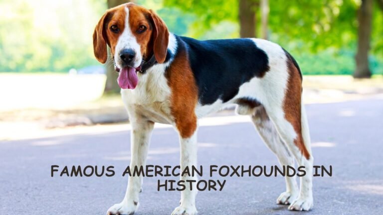 American Foxhounds