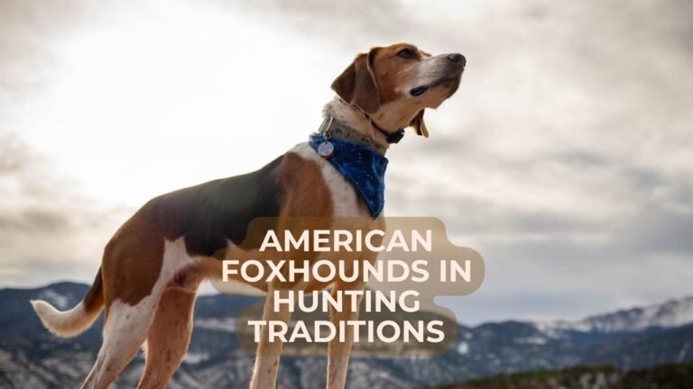 American Foxhounds