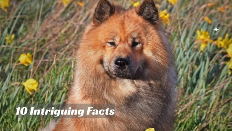 Eurasier