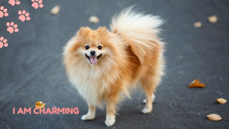 German Spitz