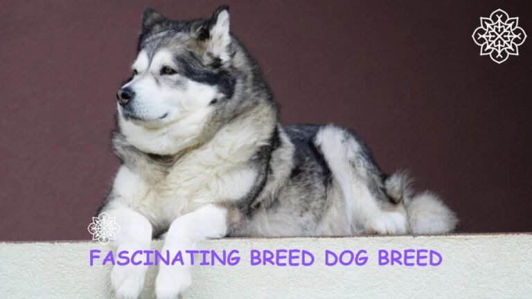 fascinating breed