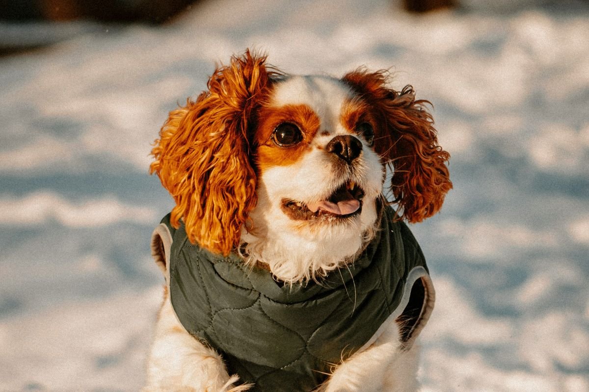 Cavalier King Charles Spaniel