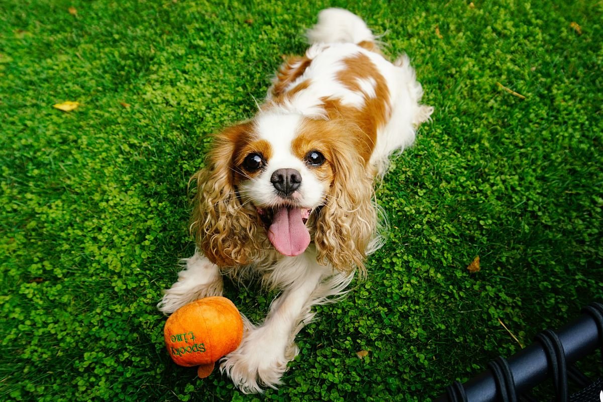 Cavalier King Charles Spaniel