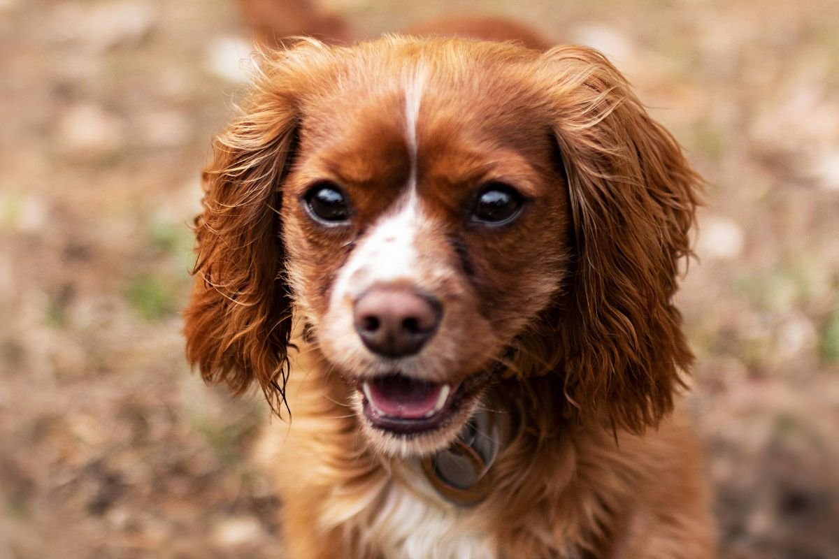 Cavalier King Charles Spaniel